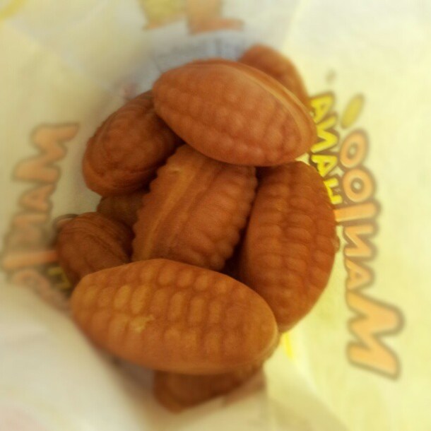 A litter of newly born Manjoo