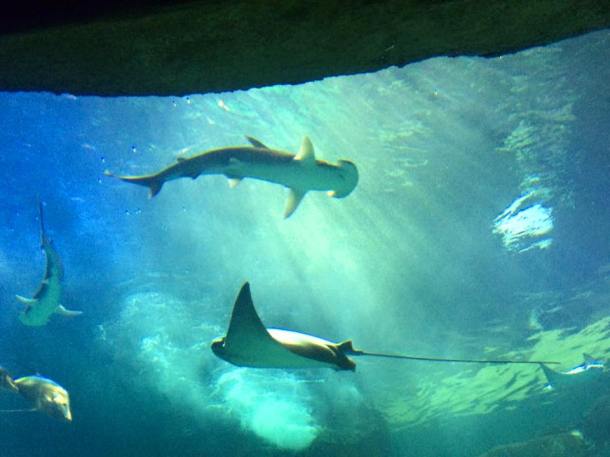 11692502_10105957338687379_774183563389597382_n